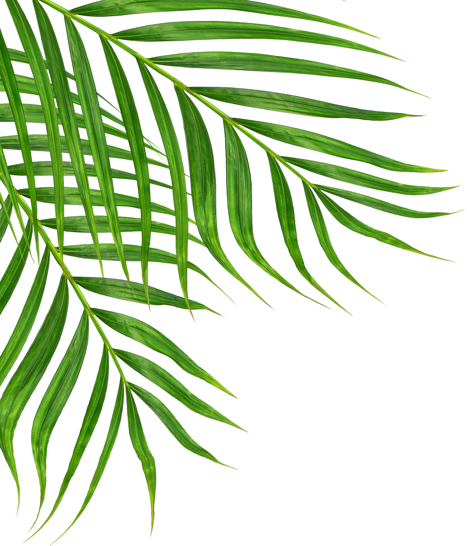 Green Leaves of Palm Tree Isolated on White Background